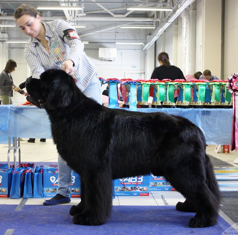 Фото: ньюфаундленд Питерньюф Монте Кристо (Piternyuf Monte Kristo)