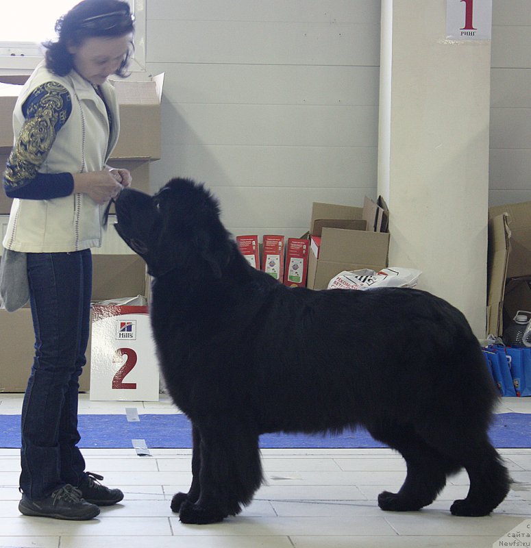Фото: ньюфаундленд Бегущая по Волнам Дансинг Квин (Beguschaya po Volnam Dancing Queen)