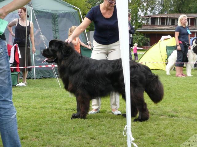 Фото: ньюфаундленд Duty Free of Apachee's Home