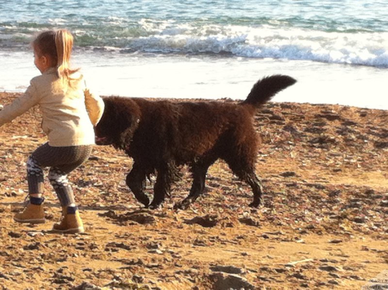 Фото: Евгений Курпас, ньюфаундленд Браунблад МСК Харита Хавва (Brownblood MSK Harita Havva)