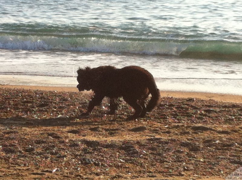 Фото: ньюфаундленд Браунблад МСК Харита Хавва (Brownblood MSK Harita Havva)