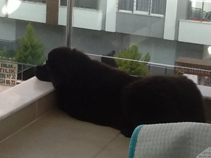 Фото: ньюфаундленд Браунблад МСК Харита Хавва (Brownblood MSK Harita Havva)