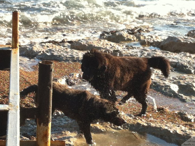 Фото: ньюфаундленд Браунблад МСК Харита Хавва (Brownblood MSK Harita Havva)