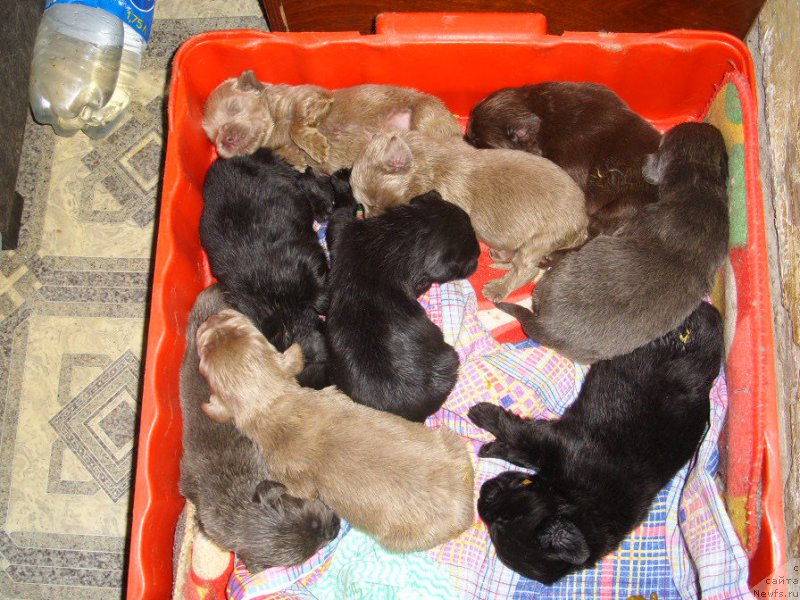 Фото: детки, ньюфаундленд Черный Шарм Амбер Бест Дог ФО Марлеон, ньюфаундленд Аквамариновая Красотка для Марлеон