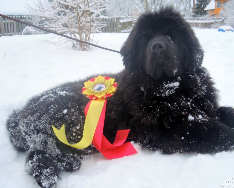Фото: ньюфаундленд Альфа Дар Окса Арсёмий (Alfa Dar Oksa Arsemiy)
