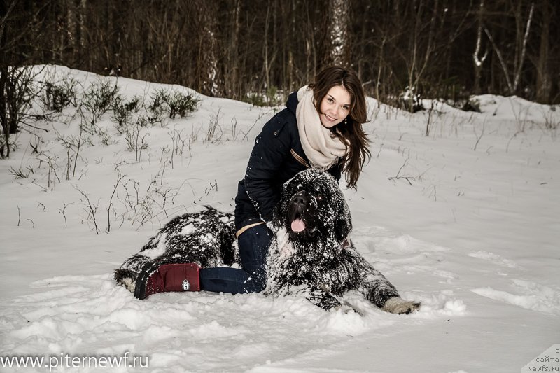 Фото: ньюфаундленд Питерньюф Омниа Винсет Амор (Piternyuf Omnia Vincet Amor), Анастасия Кормакова