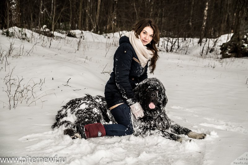 Фото: ньюфаундленд Питерньюф Омниа Винсет Амор (Piternyuf Omnia Vincet Amor), Анастасия Кормакова