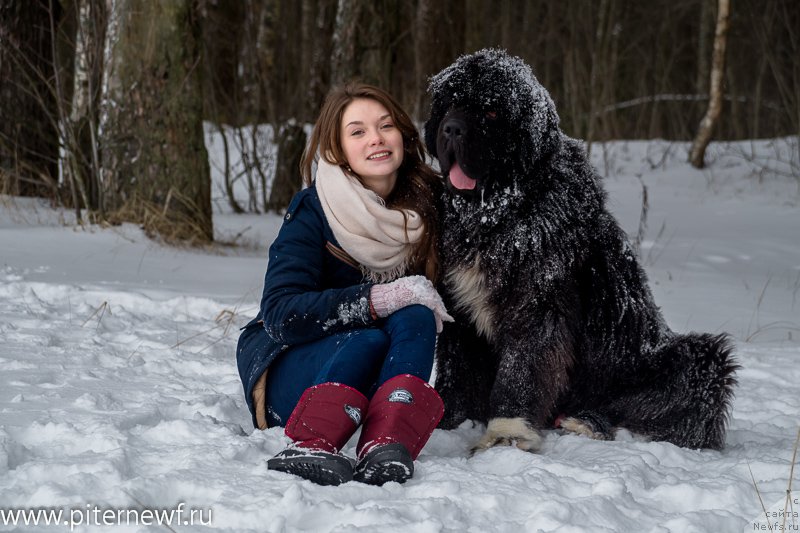 Фото: ньюфаундленд Питерньюф Омниа Винсет Амор (Piternyuf Omnia Vincet Amor), Анастасия Кормакова