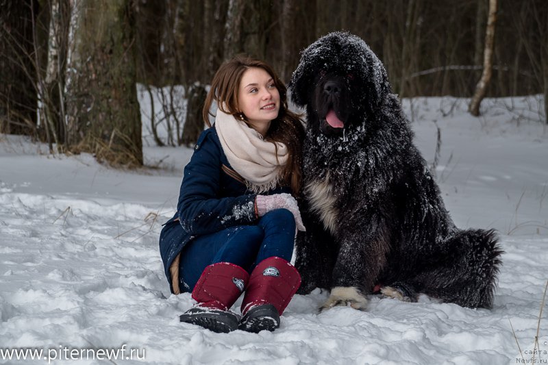 Фото: ньюфаундленд Питерньюф Омниа Винсет Амор (Piternyuf Omnia Vincet Amor), Анастасия Кормакова