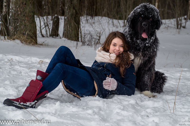 Фото: ньюфаундленд Питерньюф Омниа Винсет Амор (Piternyuf Omnia Vincet Amor), Анастасия Кормакова