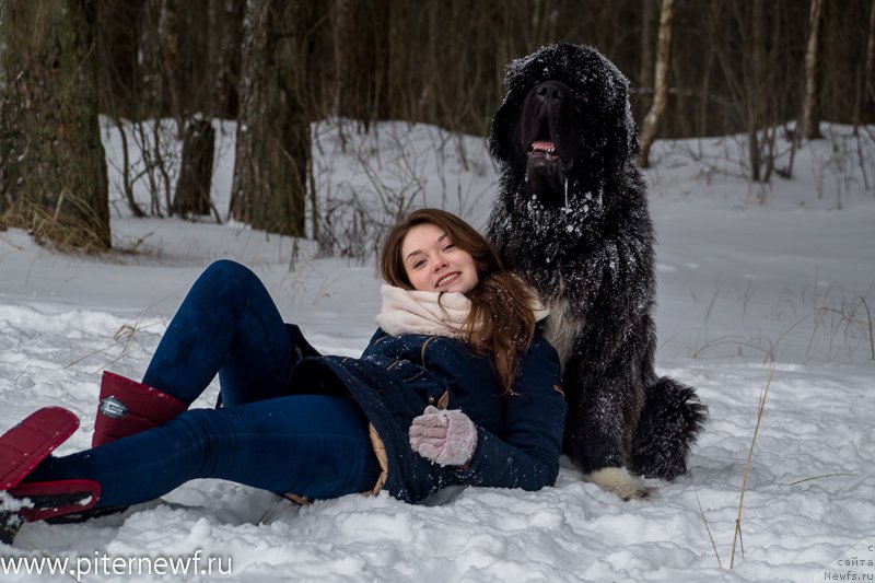 Фото: ньюфаундленд Питерньюф Омниа Винсет Амор (Piternyuf Omnia Vincet Amor), Анастасия Кормакова