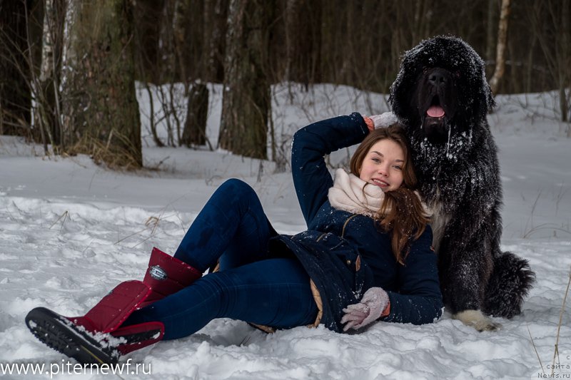 Фото: ньюфаундленд Питерньюф Омниа Винсет Амор (Piternyuf Omnia Vincet Amor), Анастасия Кормакова