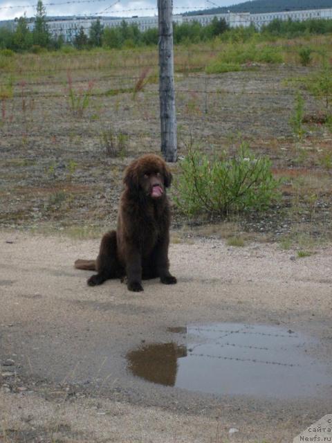 Фото: ньюфаундленд Зенон Зачарованный Принц