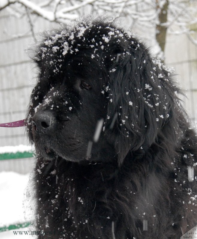 Фото: ньюфаундленд Сент Джонс Дора (Sent Djons Dora)