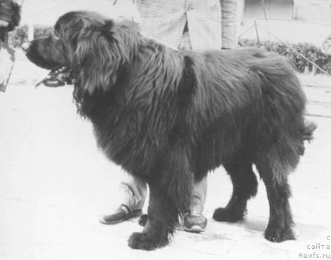 Фото: ньюфаундленд Элвис Айлор