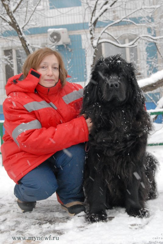 Фото: ньюфаундленд Сент Джонс Дора (Sent Djons Dora), Абросимова Ольга