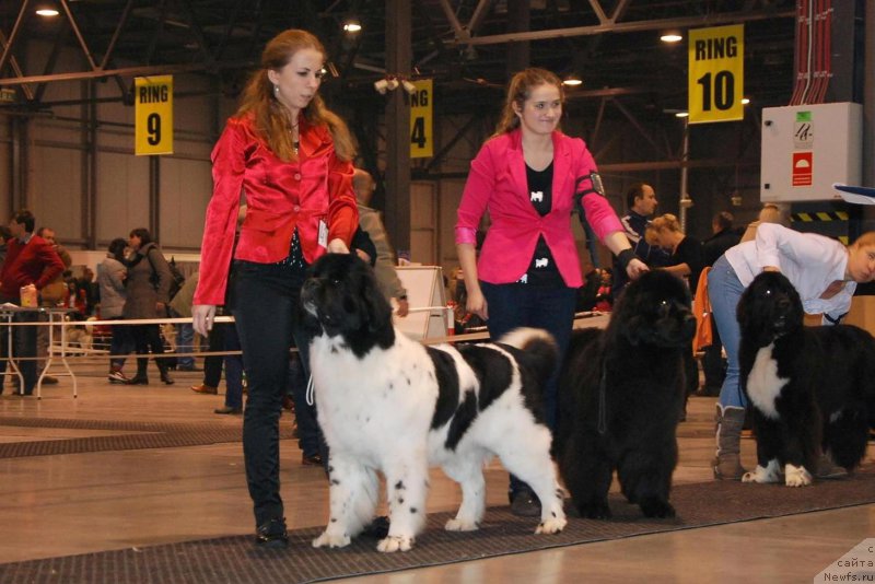 Фото: ньюфаундленд Черная Мафия Зебра Тиме (Chernaya Mafia Zebra Time)