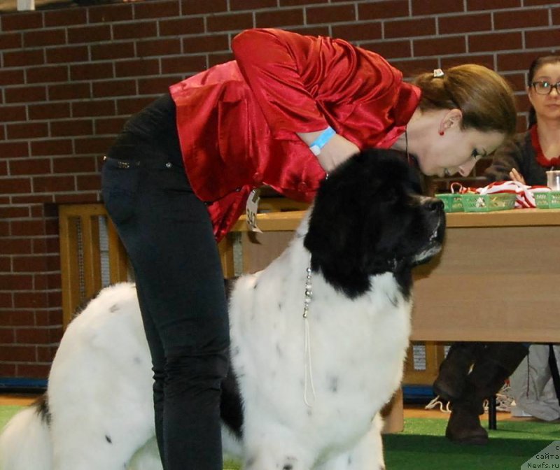 Фото: ньюфаундленд Черная Мафия Зебра Тиме (Chernaya Mafia Zebra Time)