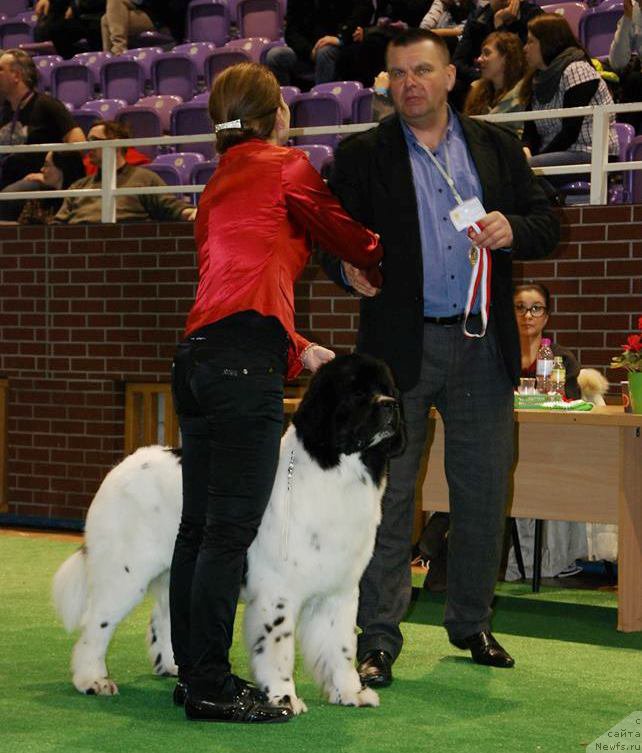 Фото: ньюфаундленд Черная Мафия Зебра Тиме (Chernaya Mafia Zebra Time)
