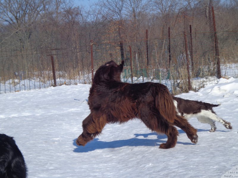 Фото: ньюфаундленд Ньюфорт Ю'Северино