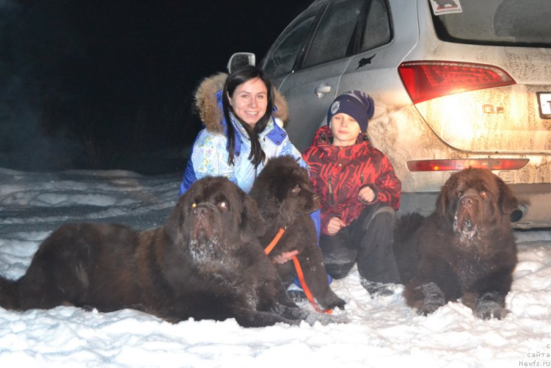 Фото: ньюфаундленд Чармер Денкам Бронз (Charmer Denkam Bronze), ньюфаундленд Николь Голд Стар (Nikol Gold Star), ньюфаундленд Чарли Де Бест Хелфи Пэл (Charli The Best Helfi Pel)
