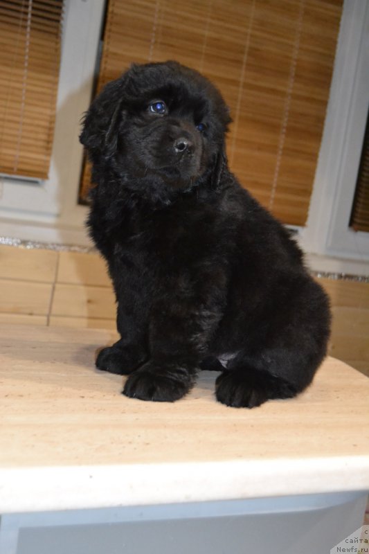 Фото: ньюфаундленд Пандора Блек Роуз