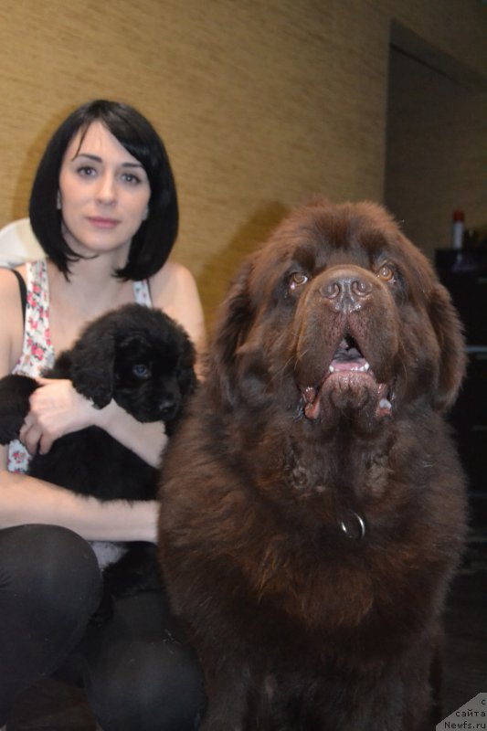 Фото: ньюфаундленд Пандора Блек Роуз, ньюфаундленд Чармер Денкам Бронз (Charmer Denkam Bronze)