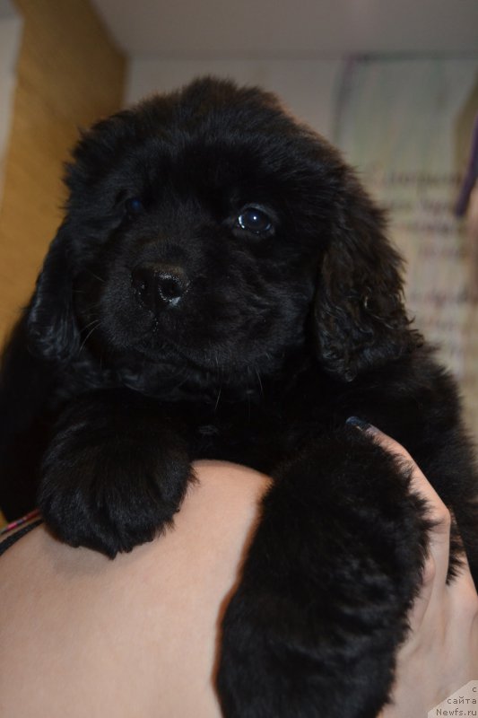 Фото: ньюфаундленд Пандора Блек Роуз