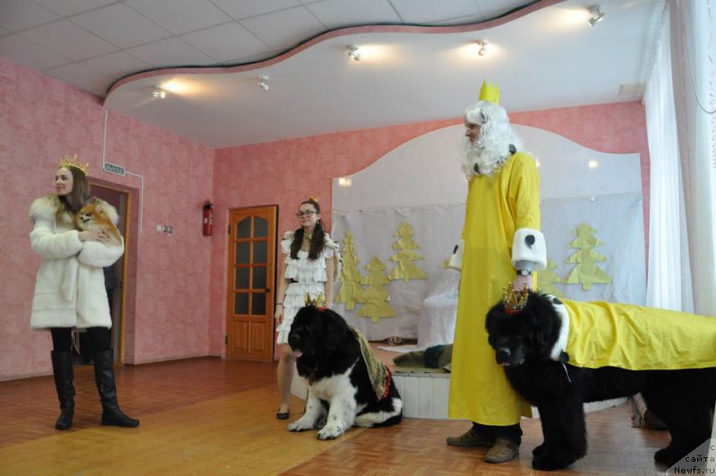 Фото: ньюфаундленд Капитан Ньюфорт, ньюфаундленд Супер Бизон Златогор, Ирина Веровенко