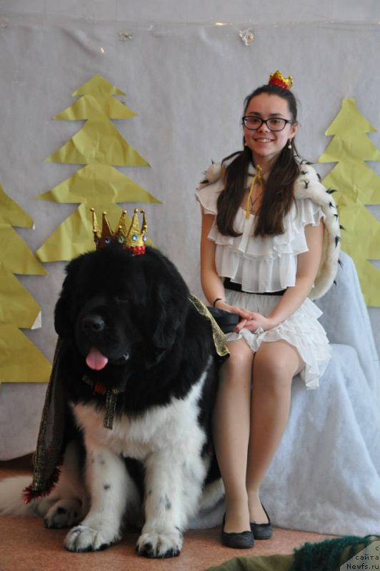 Фото: ньюфаундленд Супер Бизон Златогор, Ирина Веровенко