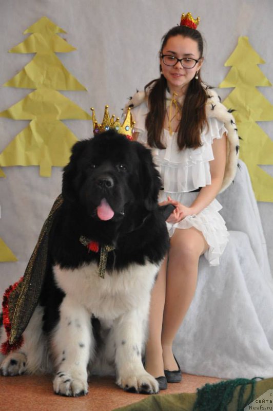 Фото: ньюфаундленд Супер Бизон Златогор, Ирина Веровенко