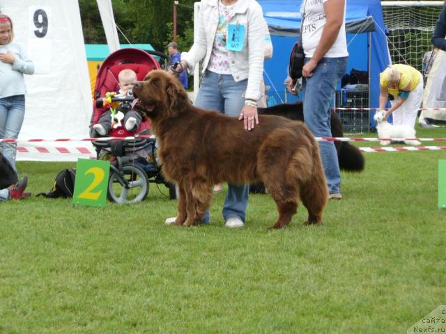 Фото: ньюфаундленд Great Water Bear Laurita