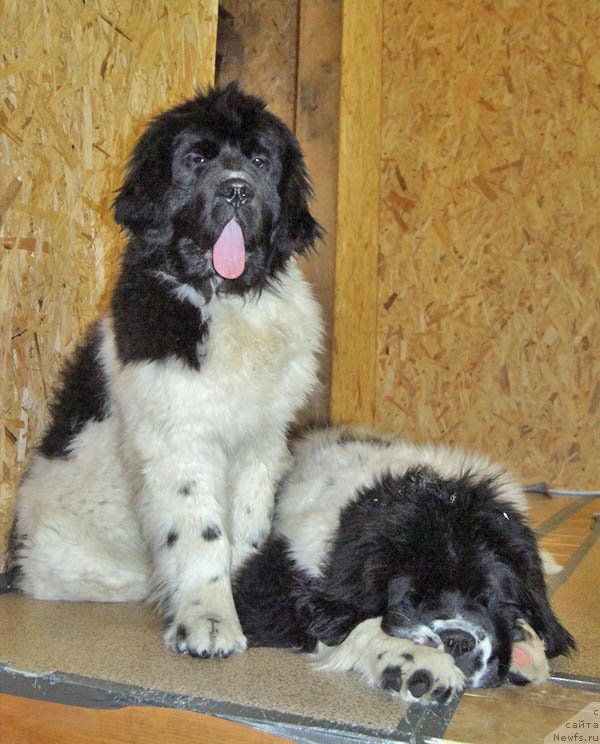 Фотография № 173525