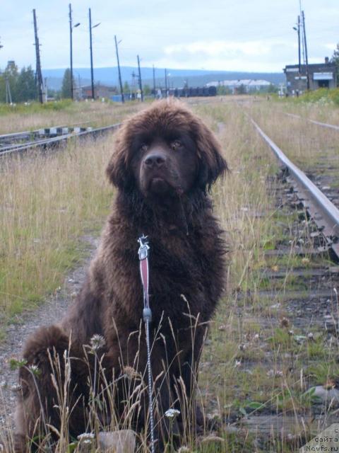 Фото: ньюфаундленд Зенон Зачарованный Принц