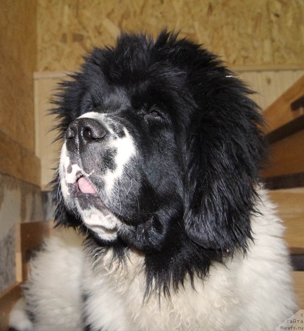 Фотография № 173532