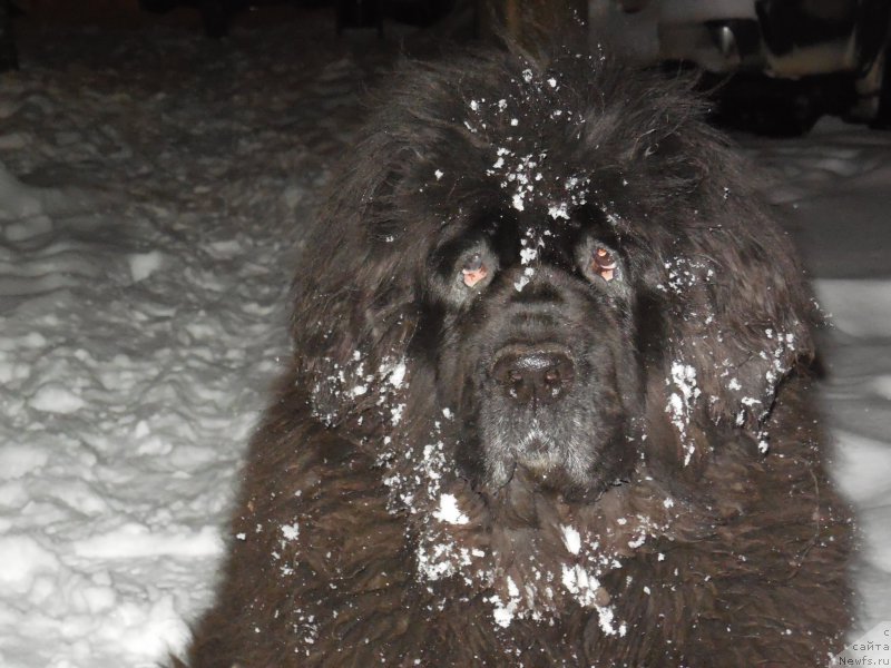 Фото: ньюфаундленд Ньюмаст Надин Нимфа Черного Озера (Nijumast Nadin Nimfa Chernogo Ozera)