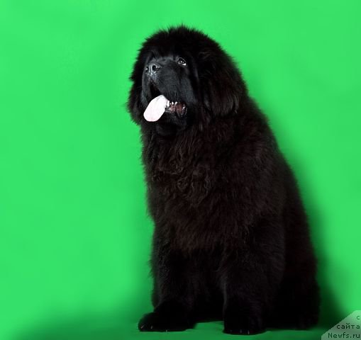 Фотография № 173548