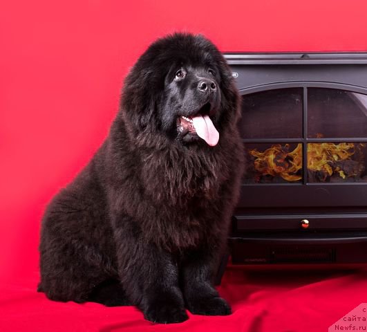 Фотография № 173551