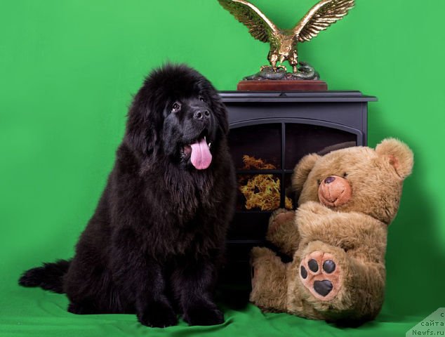 Фото: ньюфаундленд Малиновый Цветок Майолика (Malinoviy Tsvetok Mayolika)