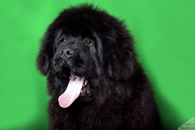 Фотография № 173555