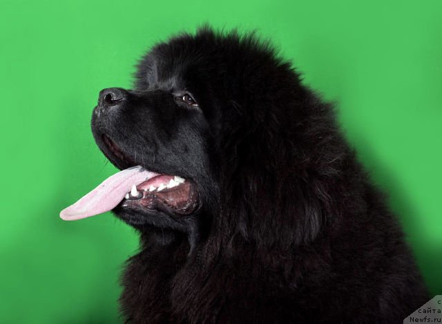 Фотография № 173557