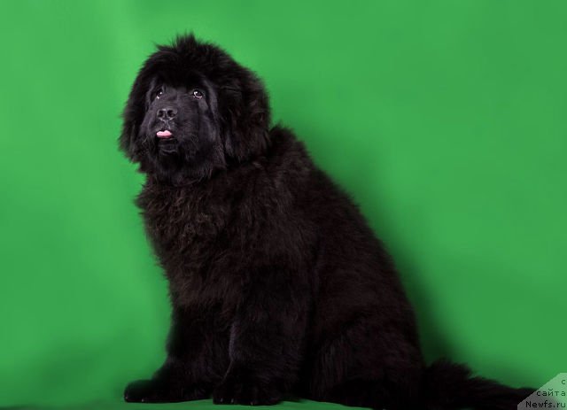 Фотография № 173558