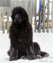 Фото: ньюфаундленд Эльбрус из Антаграда, ньюфаундленд Эльбрус из Антаграда