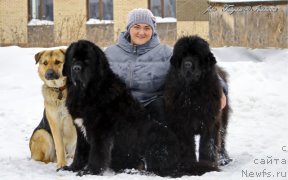 Фото: ньюфаундленд Эльбрус из Антаграда, ньюфаундленд Русалочка из Племени Кедра (Rusalochka iz Plemeni Kedra), ньюфаундленд Эльбрус из Антаграда, Елизавета Павлова
