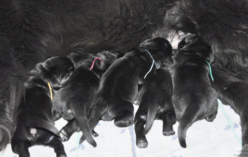 Фото: ньюфаундленд Бегущая по Волнам Зефирин Друэн (Beguschaya po Volnam Zephirine Drouhin)