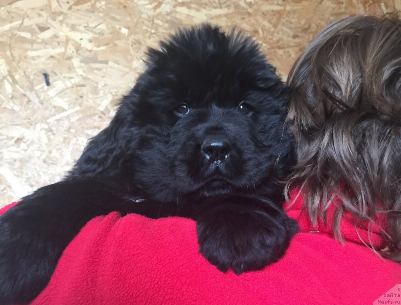 Фото: Акватория Келвин Большая Медведица