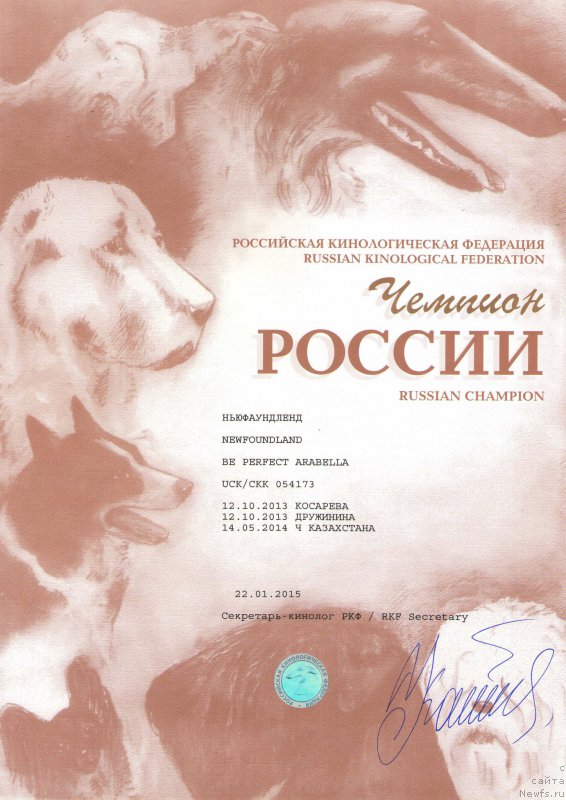 Фото: ньюфаундленд Би Перфект Арабелла