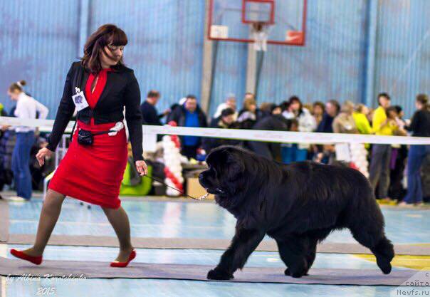 Фото: ньюфаундленд Ньюфорт Шон Волмари Триумф (Njufort Shawn Wallmar Triumph)