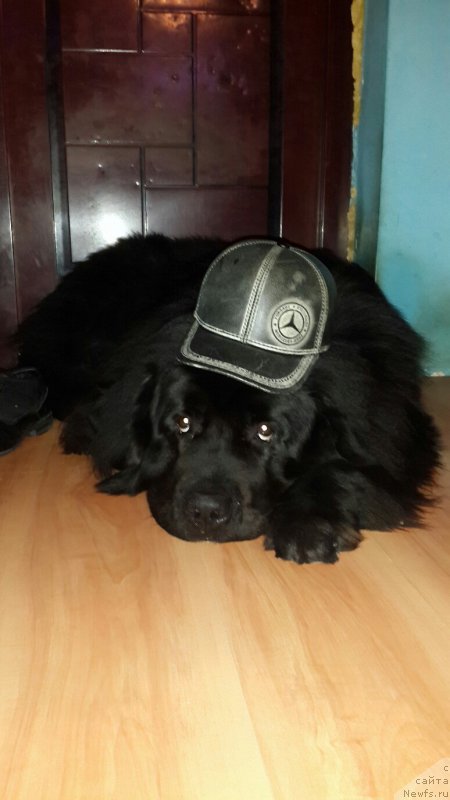 Фото: ньюфаундленд Спарт Грейт Бавария Бель (Spart Great Bavariya Bell)