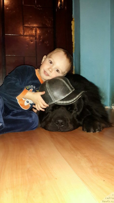 Фото: ньюфаундленд Спарт Грейт Бавария Бель (Spart Great Bavariya Bell)